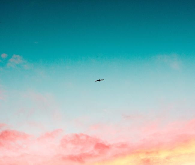 animal-avian-bird-875858